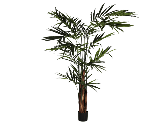 giant palm.png