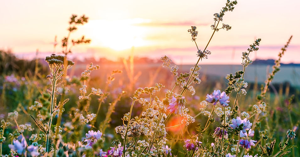 When-is-the-Best-Time-to-Plant-Wildflowers-in-Texas.jpg