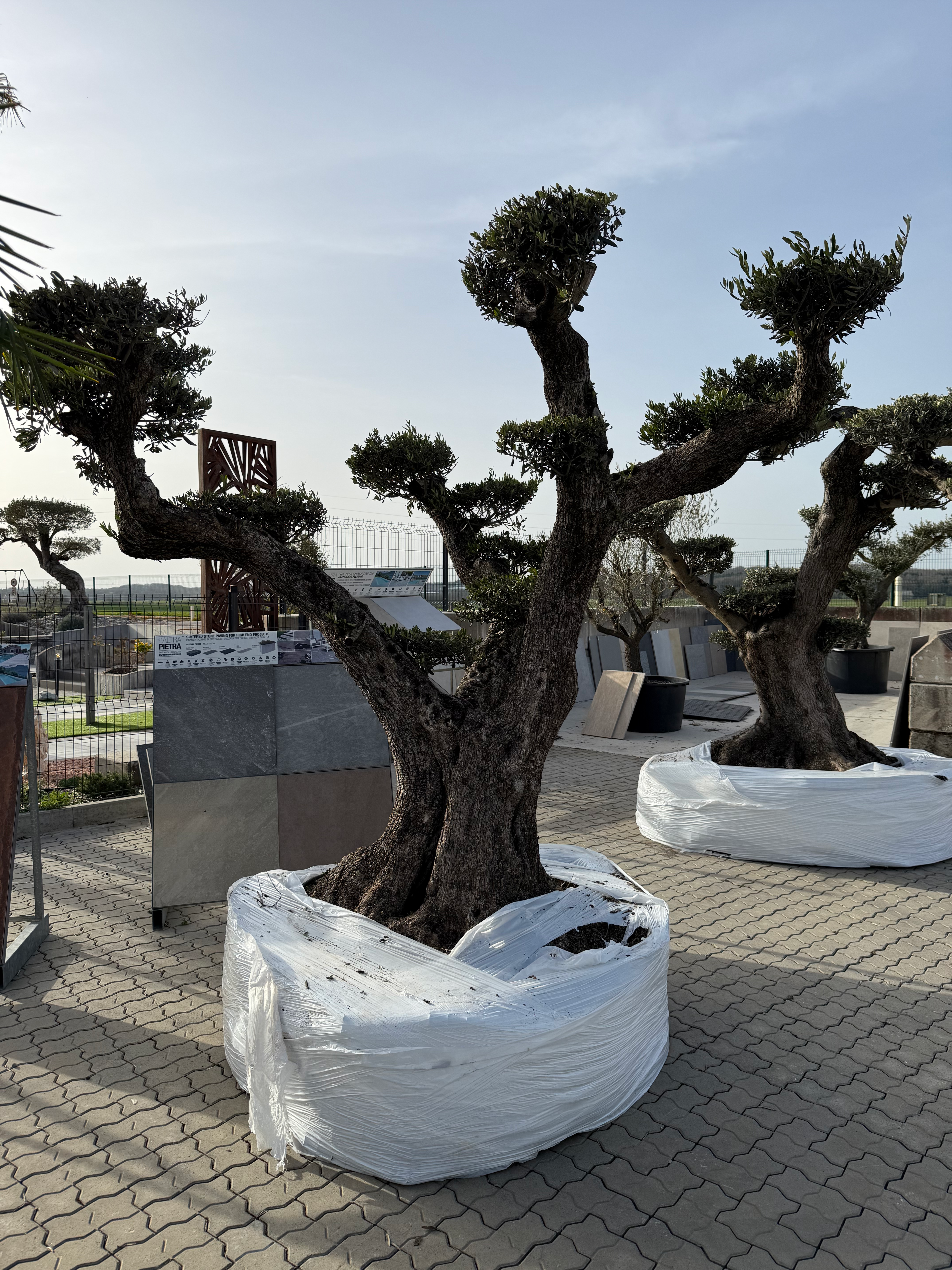 Olivier 'Plato' Exemplaire