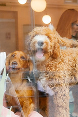CPH-Pets-Club-18_edited.jpg