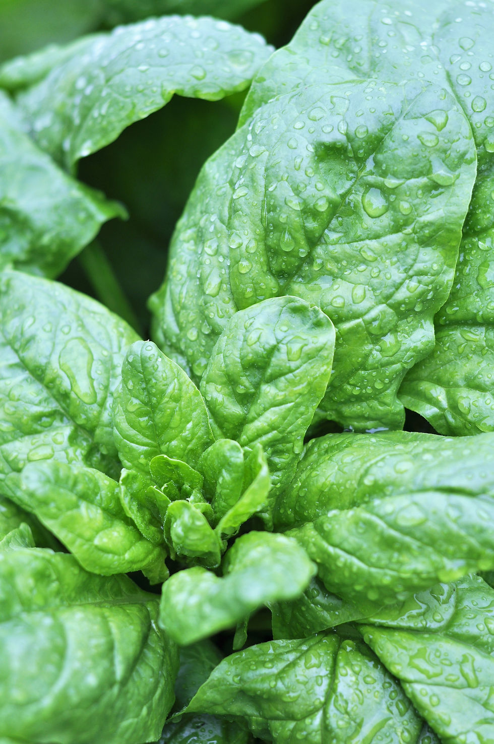 Thumbnail: BULK Garden Crisps, Super-Greens (2 x 140g sealed bags)
