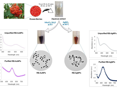 Rowan Berries: A Potential Source for Green Synthesis of Extremely Monodisperse Gold and Silver Nanoparticles and Their Antimicrobial Property