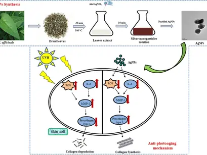 Role of green silver nanoparticles synthesized from Symphytum officinale leaf extract in protection against UVB-induced photoaging