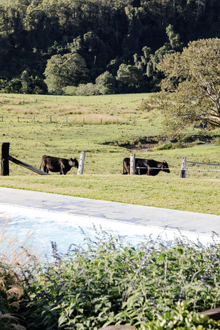 Tipperary - Angus Cattle