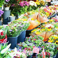 Flower Bouquets