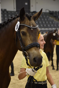 tagesbestes Pony :-)