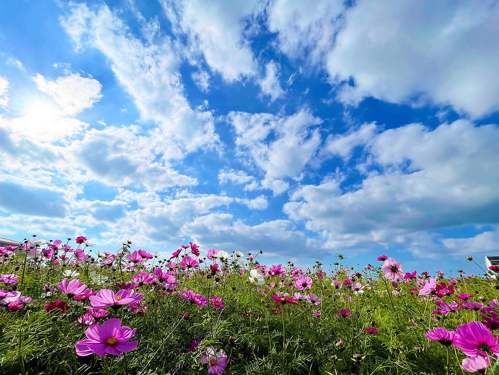 青空と一面に広がるコスモス