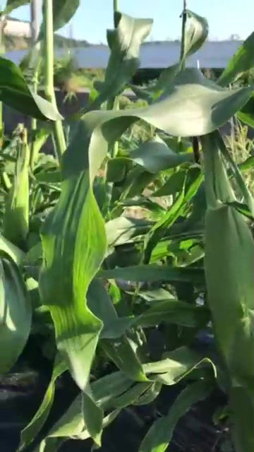 サムネイル： 糖度20度超えも！白いとうもろこし　汐風パール　1,5kg 5~6本前後