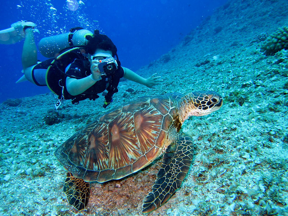 Corals of Havelock Islands