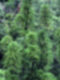 wollemi pine tree for sale online plant nursery ecolife plants south eastern suburbs delivery melbourne victoria wollemi pine plant tree online