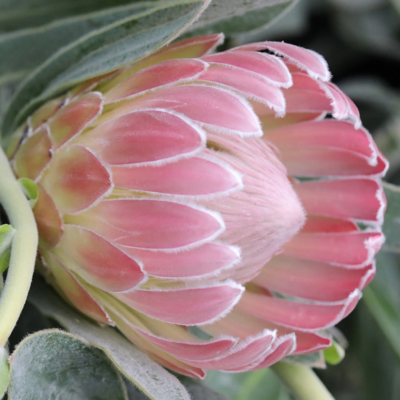 Thumbnail: Protea Thomas