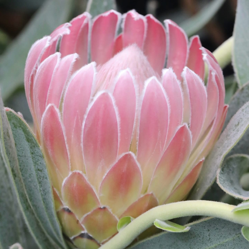 Thumbnail: Protea Thomas