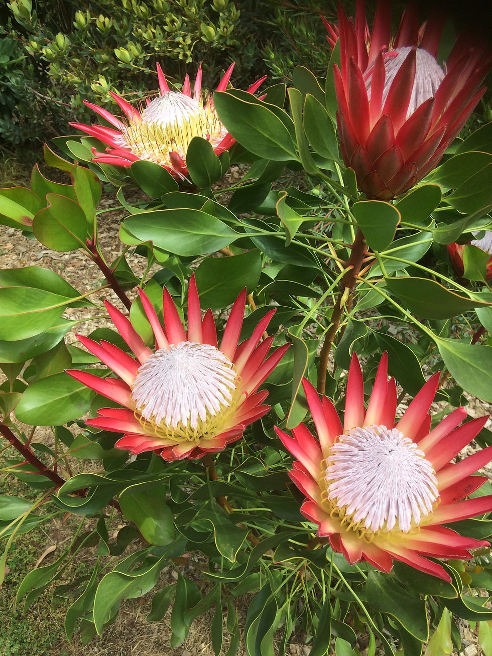 Thumbnail: Protea - Madiba PBR