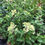 Thumbnail: Hydrangea Paniculata 'Sundae Fraise'