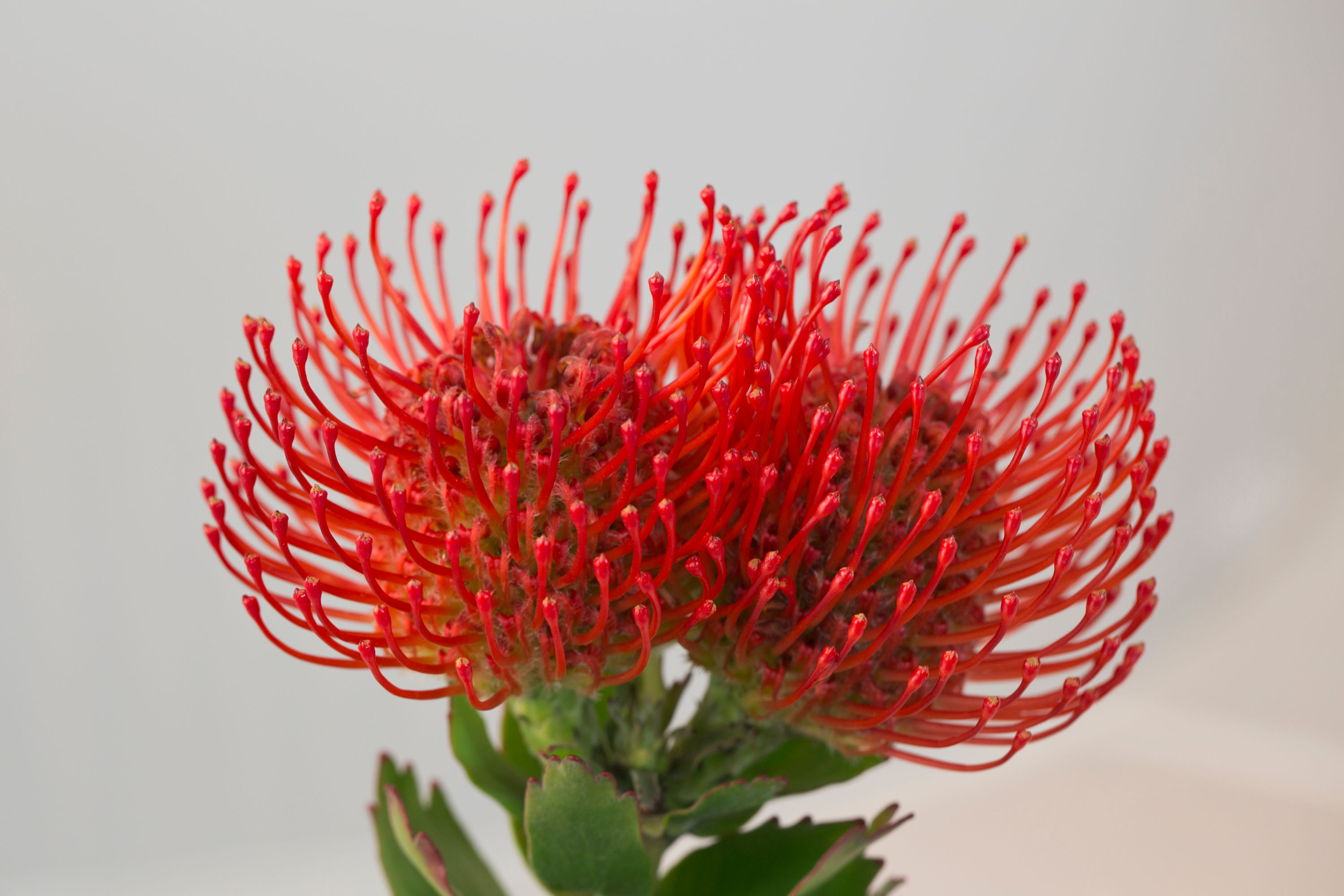 Leucospermum carnival® crimson
