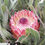 Thumbnail: Protea - Juliet