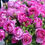 Thumbnail: Kordes - Floribunda Rose 'Adorable'