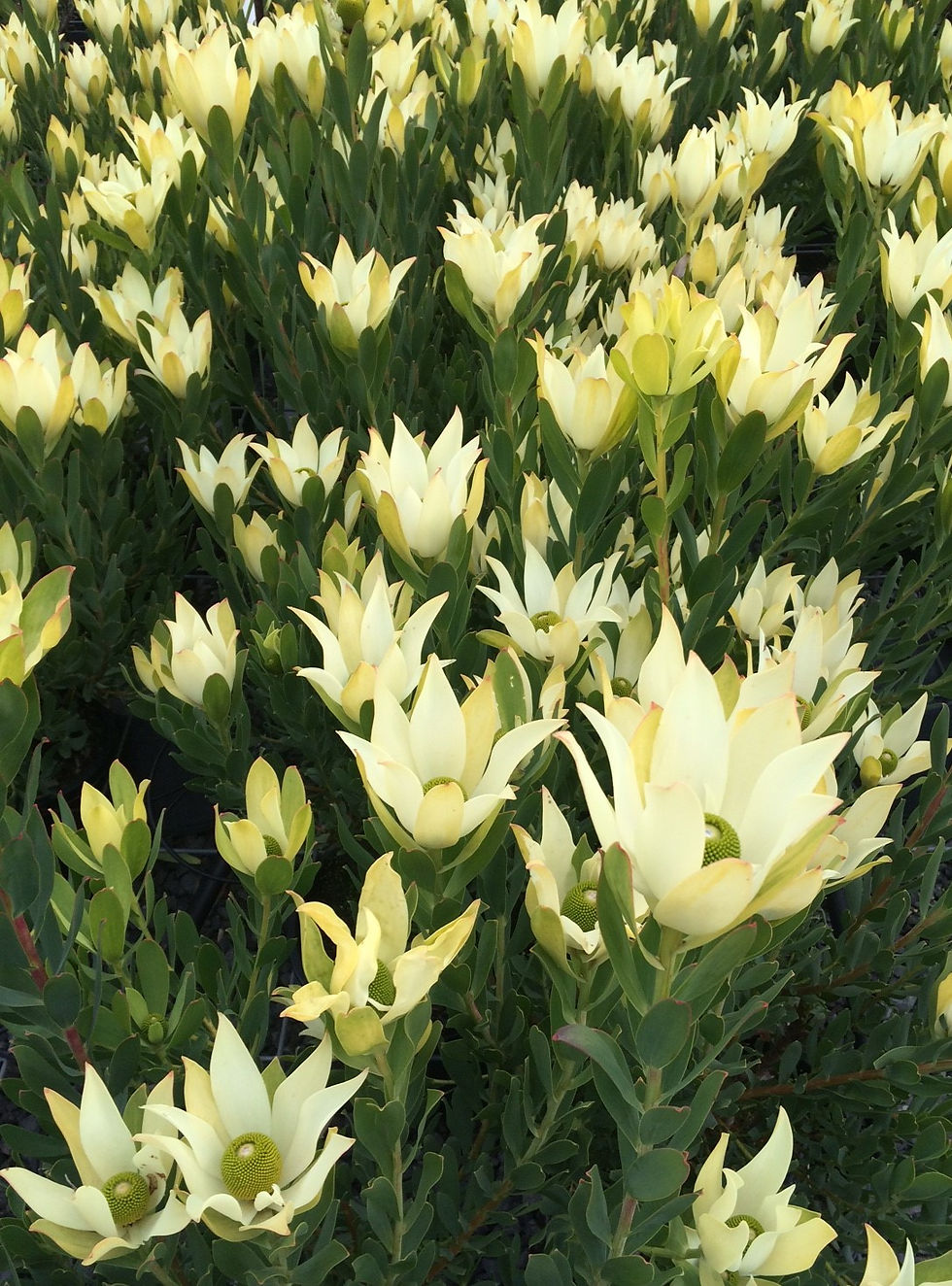 Thumbnail: Leucadendron Lime Magic