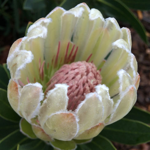 Protea - Donna | Ecolife Plants