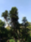 Wollemi_pine_ecolife_plants_australia_online plants nursery melbourne victoria.jp