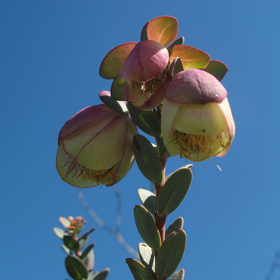 Thumbnail: Qualup Bells 'Pimelea Physodes'