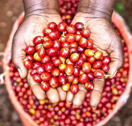 Fresh coffee cherries held in a pair of hands