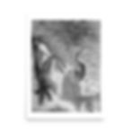 swans, swan art, swanlake, water, pencil, graphite, art, art print, fine art, modern art, matte print, Jake Zuurbier art