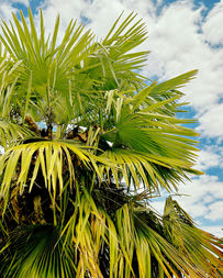 rural France photography, France picture, small French village, nature photography, black and white, palms, palm photo, Jake Zuurbier, Jake Zuurbier photography, mountain, cliff, castle, market, French market, horses, monument, mountain monument, meadow, French meadow, French hotel, picturesque village