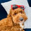Thumbnail: Classic Sunnies