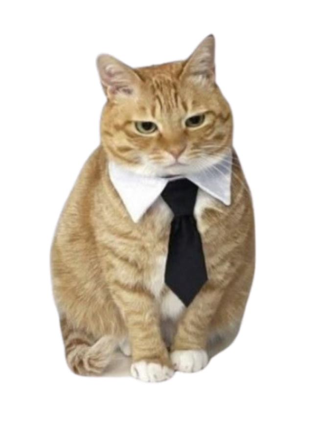 gato corbata.png
