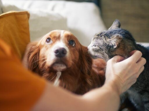 Tener mascota también es una responsabilidad social
