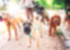 Dog Walker_edited_edited.jpg