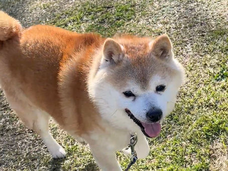 はじめてのドッグランで輝く笑顔