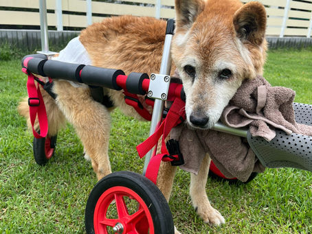 柴犬 チョコさん 16歳