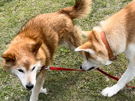 ミックス犬 三四郎さん 17歳
