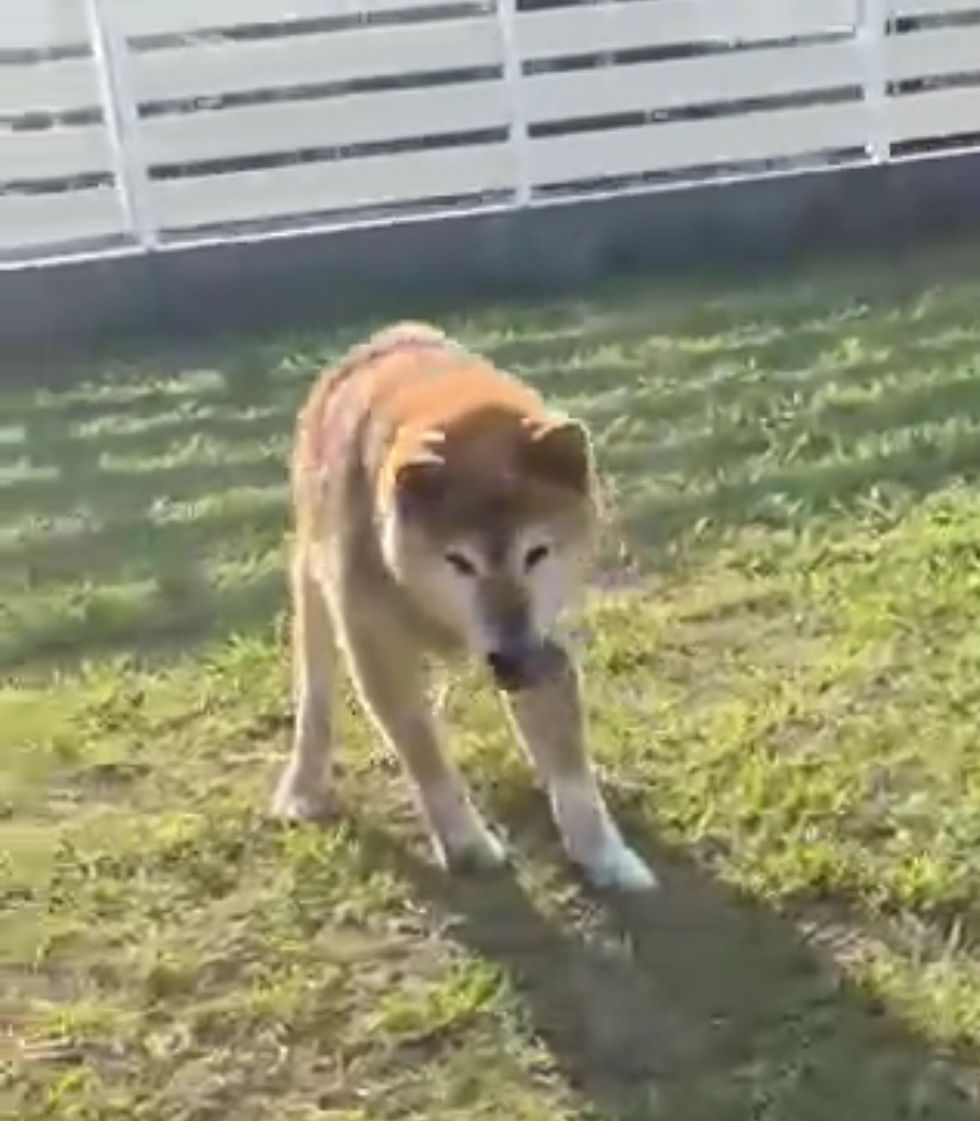 立った!歩いた!