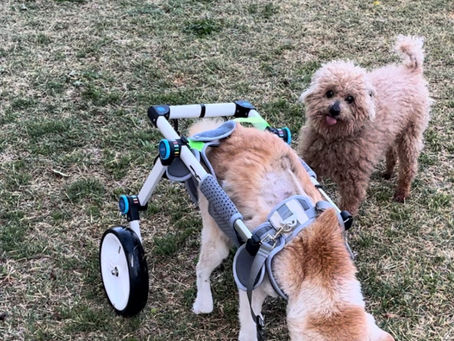 シュシュさんも応援!