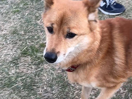 川上犬 桜さん 10歳