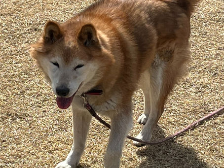 ミックス　三四郎さん　１６歳