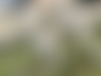 柴犬 がくさん 16歳