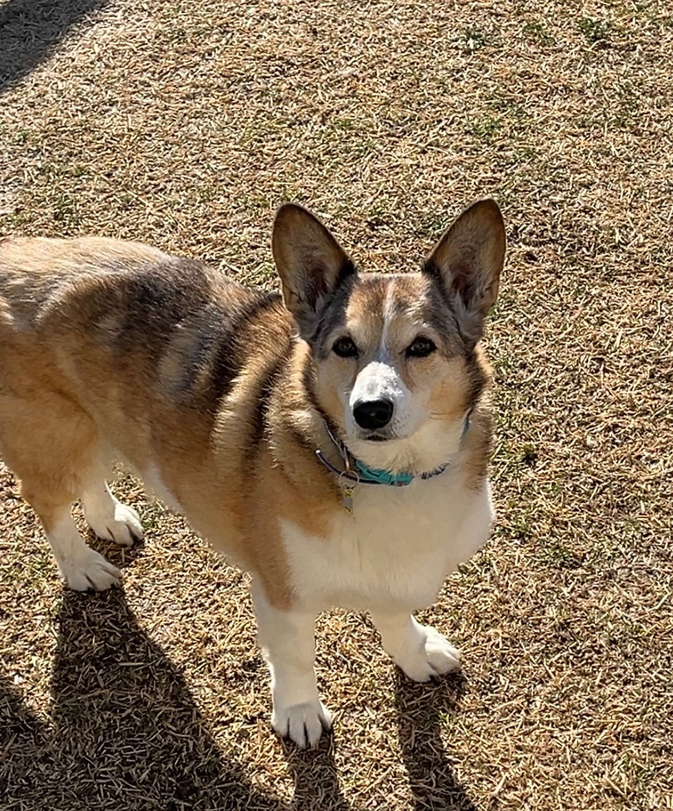 愛犬との夜のお散歩に】LEDライト by minime, image size:980x1180