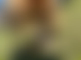 ミックス チョコさん 16歳