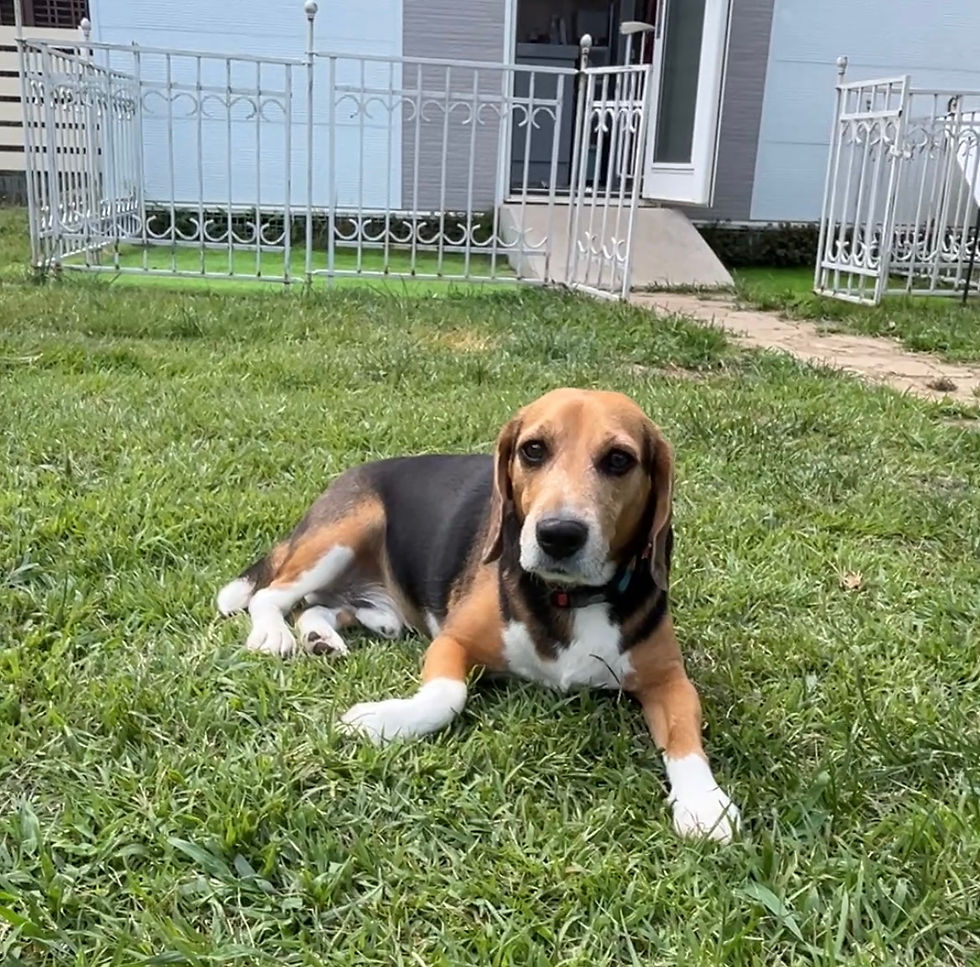 ビーグル犬ロビンさん