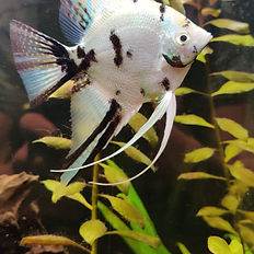 Platinum angelfish