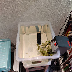 Grow out setup for blue gourami fry