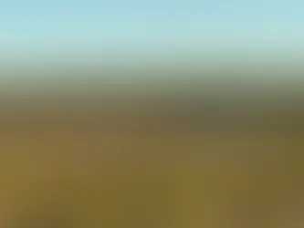 Cattle grazing in the Lake Eyre River Basin of Australia