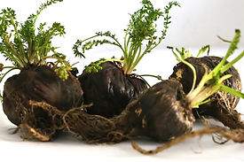 black maca