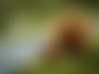 Sheep and a highland cow grazing