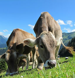 cow eating grass