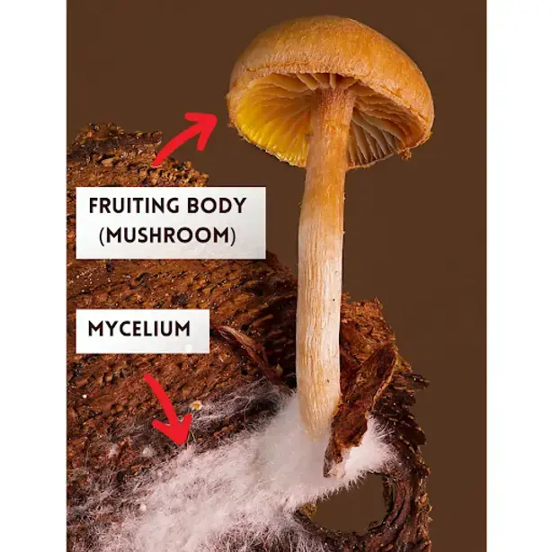 Mushroom fruiting body and mycelium